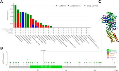 A pan-cancer analysis of copper homeostasis-related gene lipoyltransferase 1: Its potential biological functions and prognosis values